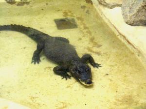 Vivarium : Crocodile nain