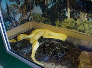 Vivarium : Python molure