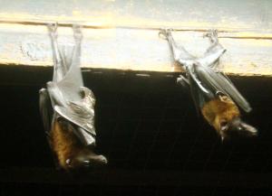 Vivarium : Roussette