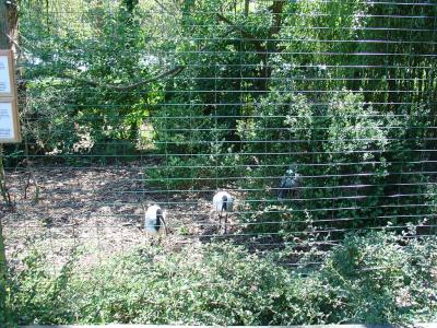 Ibis sacré - Percnoptère d'Egypte - 2005