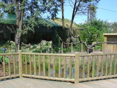 Ara chloroptère - 2005