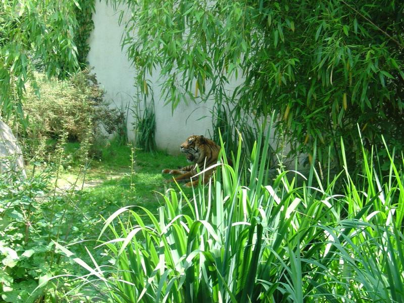 Tigre de Sumatra