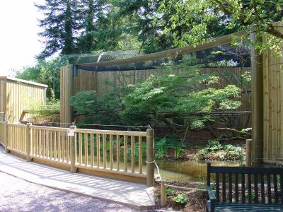 Tamarin lion à tete dorée - 2005