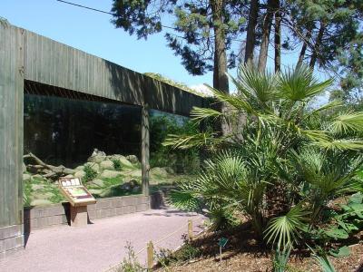 Panthère de Perse - 2005