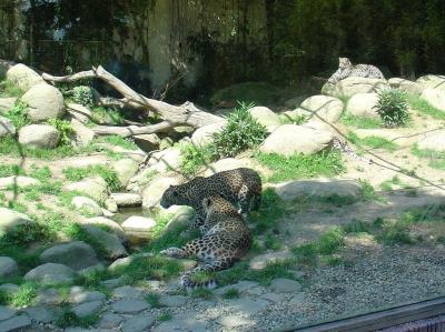 Panthère de Perse - 2005