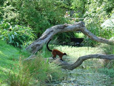 Maki vari roux - 2005