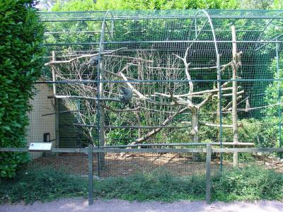 Cercopithèque de Brazza - 2005