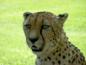 Guépard