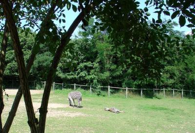 Zèbre de Grant - 2005