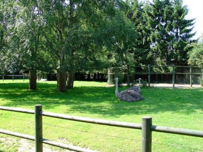 Oryx  - Autruche - 2005