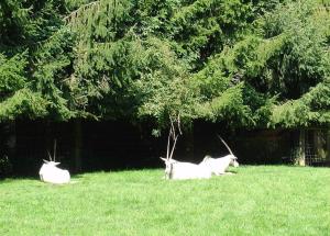 Oryx algazelle