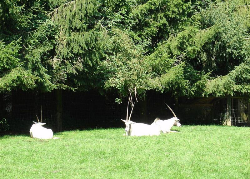 Oryx algazelle
