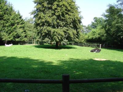 Oryx - Autruche - 2005