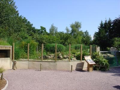 Loutre d'Asie - 2005