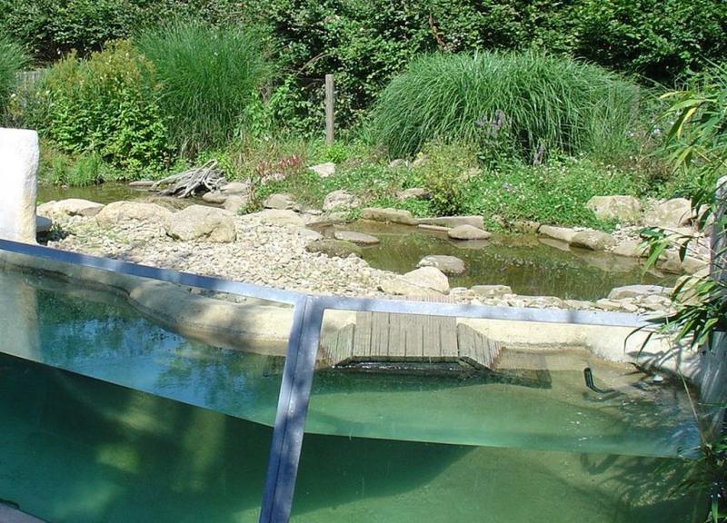 Loutre d'Asie