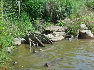 Loutre d'Asie