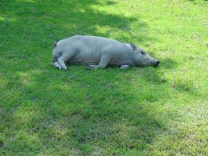 Babiroussa