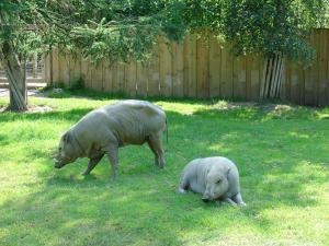 Babiroussa