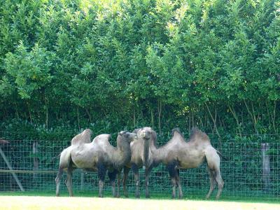 Chameau - 2005