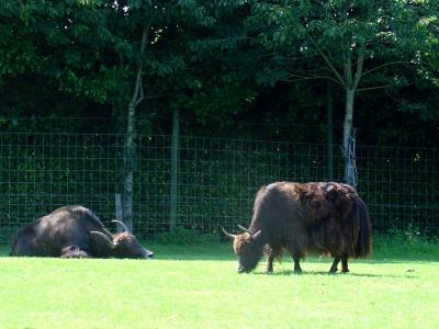 Yack domestique - 2005