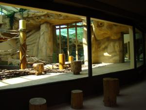 Installation des grands singes