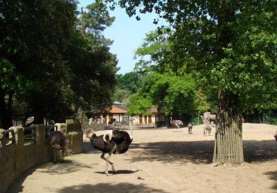 Plaine africaine - 2009