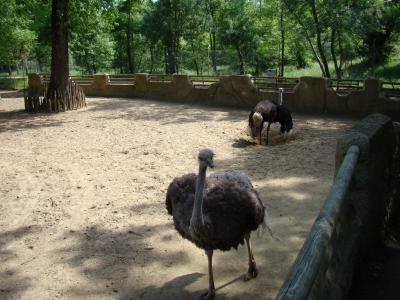 Autruche - 2009