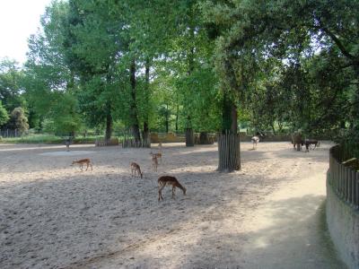 Plaine africaine - 2009