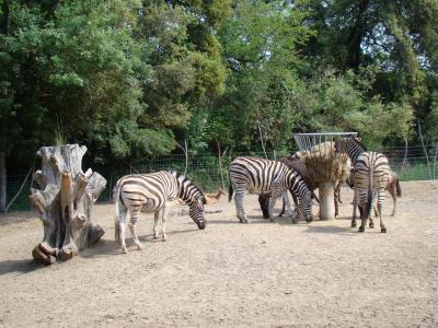 Zèbre de Chapmann - 2009