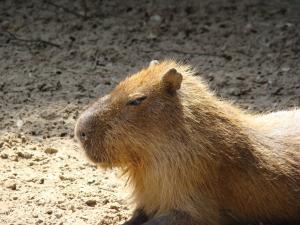 Capybara