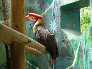 Calao à casque plat