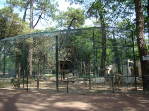 Cercopithèque de Brazza