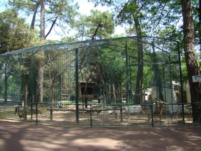 Cercopithèque de Brazza - 2009