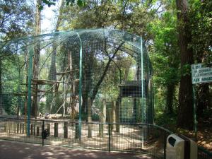 Cercopithèque de l’Hoest