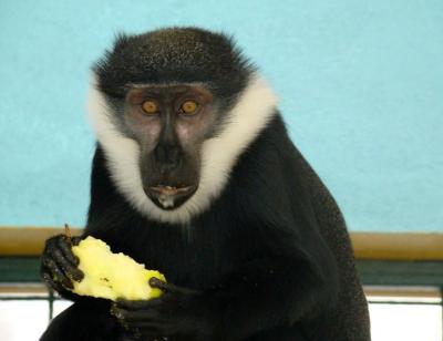 Cercopithèque de l’Hoest - 2009