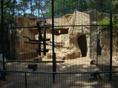 Cercopithèque Roloway - 2009