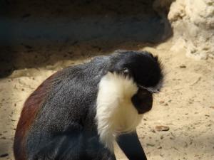 Cercopithèque Roloway