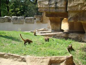 Coati roux