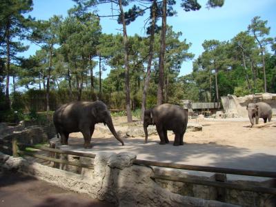 Eléphant d'Asie - 2009