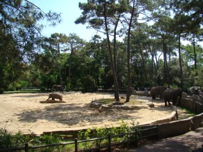 Eléphant d'Asie - 2009