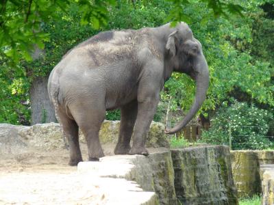 Eléphant d'Asie - 2009