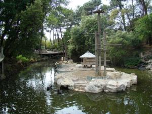 Gibbon à favoris roux