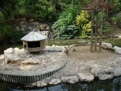 Gibbon à favoris roux - 2009