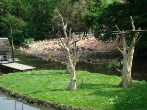 Gibbon à mains blanches