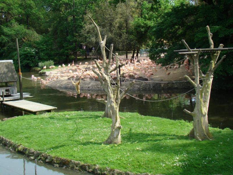 Gibbon à mains blanches