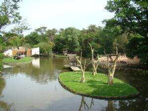 Gibbon à mains blanches