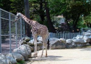 Girafe