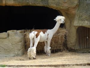 Alpaga