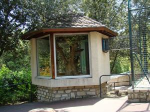 Lémur aux yeux turquoise