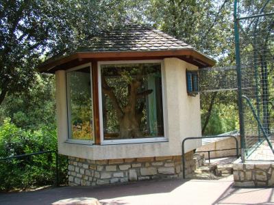 Lémur aux yeux turquoise - 2009